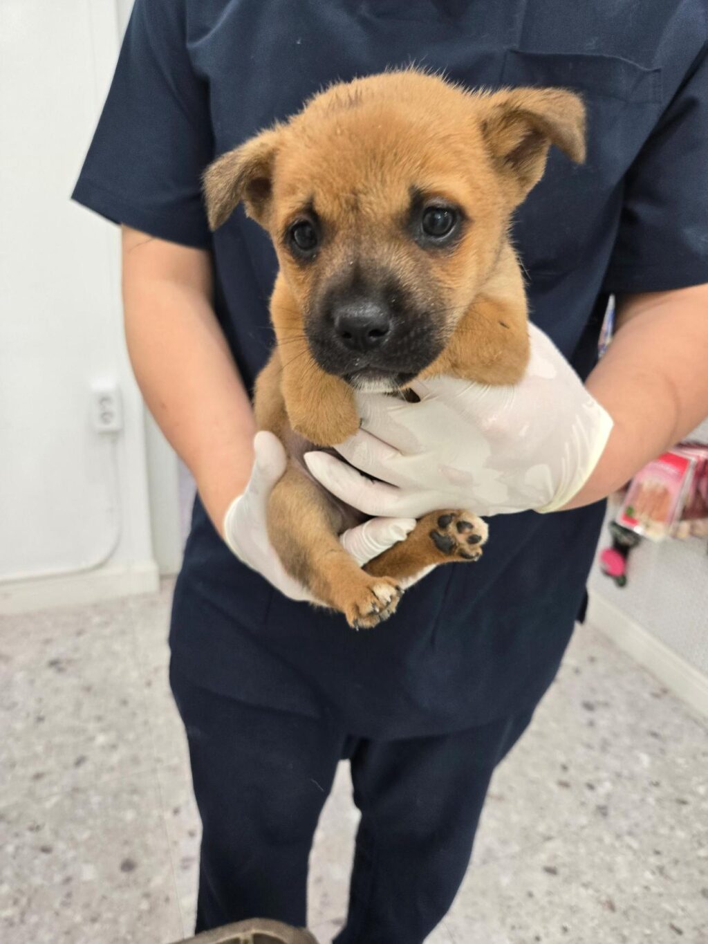 neugle pet 경남 합천 2026 00165