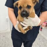 neugle pet 경남 합천 2026 00165