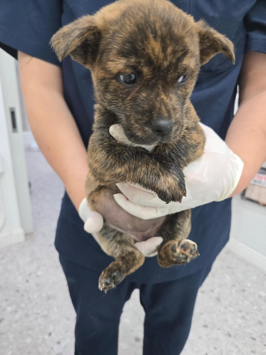 neugle pet 경남 합천 2026 00166