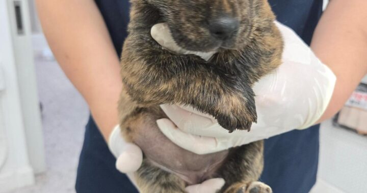 neugle pet 경남 합천 2026 00166