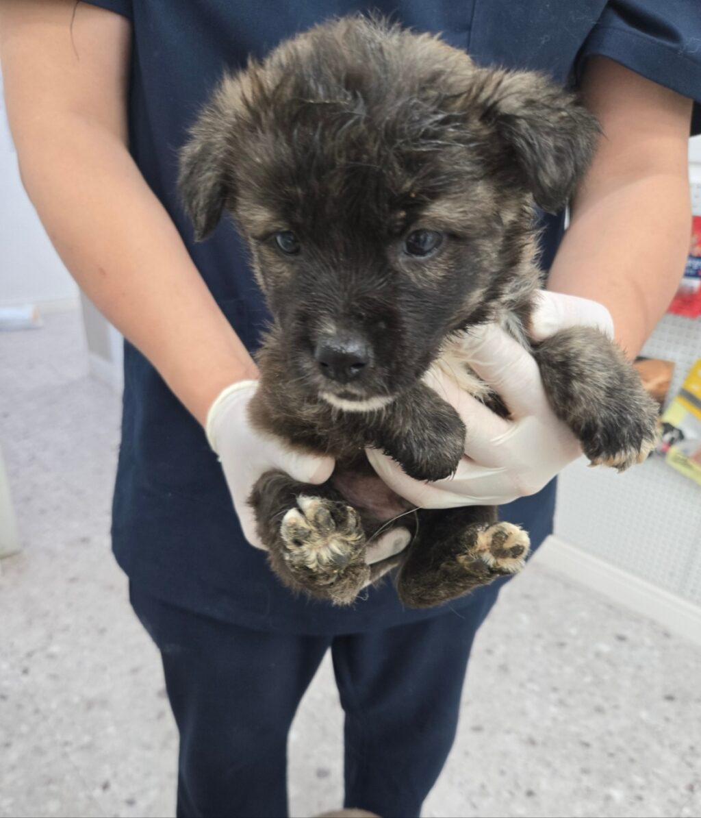 neugle pet 경남 합천 2026 00168