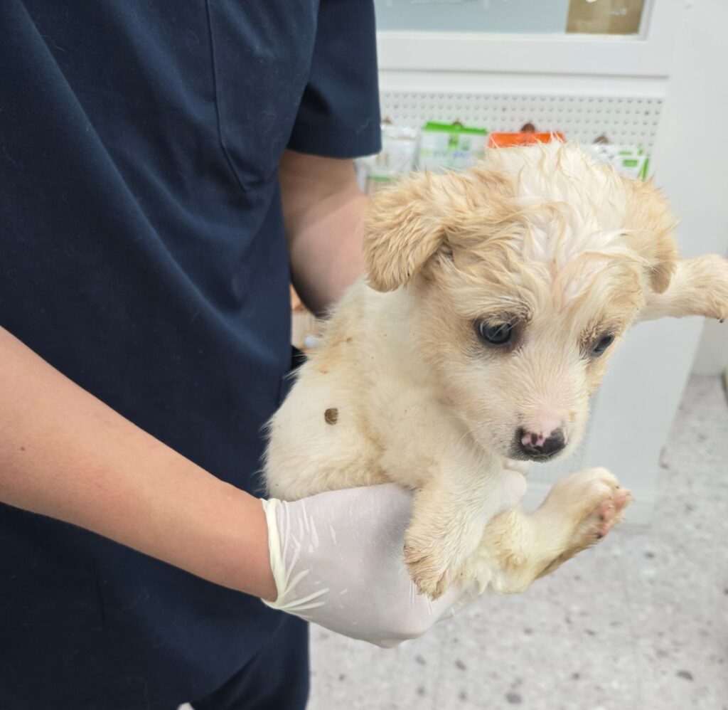 neugle pet 경남 합천 2026 00169