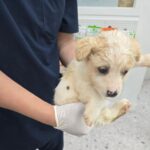 neugle pet 경남 합천 2026 00169