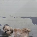 neugle pet 경남 합천 2026 00170