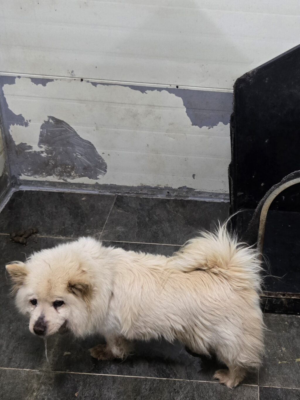 neugle pet 경남 합천 2026 00171