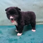 Dori: A Tiny Heart from Gyeongsan-si, South Korea, Awaits International Adoption 14 neugle pet 경북 경산 2026 00151