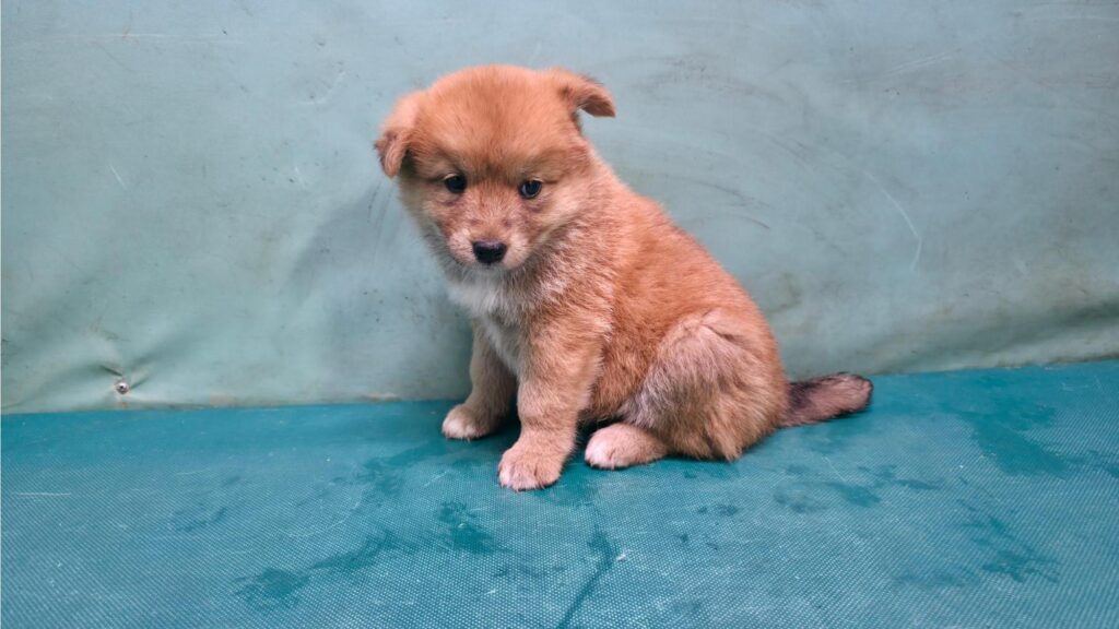 neugle pet 경북 경산 2026 00152