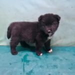 neugle pet 경북 경산 2026 00153