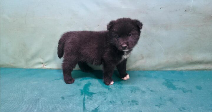 neugle pet 경북 경산 2026 00153