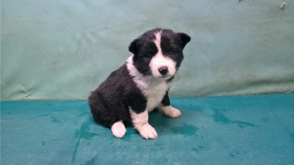 neugle pet 경북 경산 2026 00154