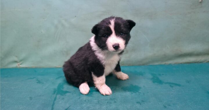 neugle pet 경북 경산 2026 00154