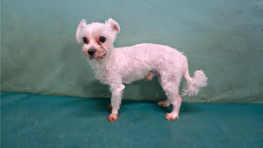 neugle pet 경북 경산 2026 00155