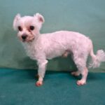 Seosang: A Rescued Maltese's Plea for International Adoption from Gyeongsan, South Korea 13 neugle pet 경북 경산 2026 00155