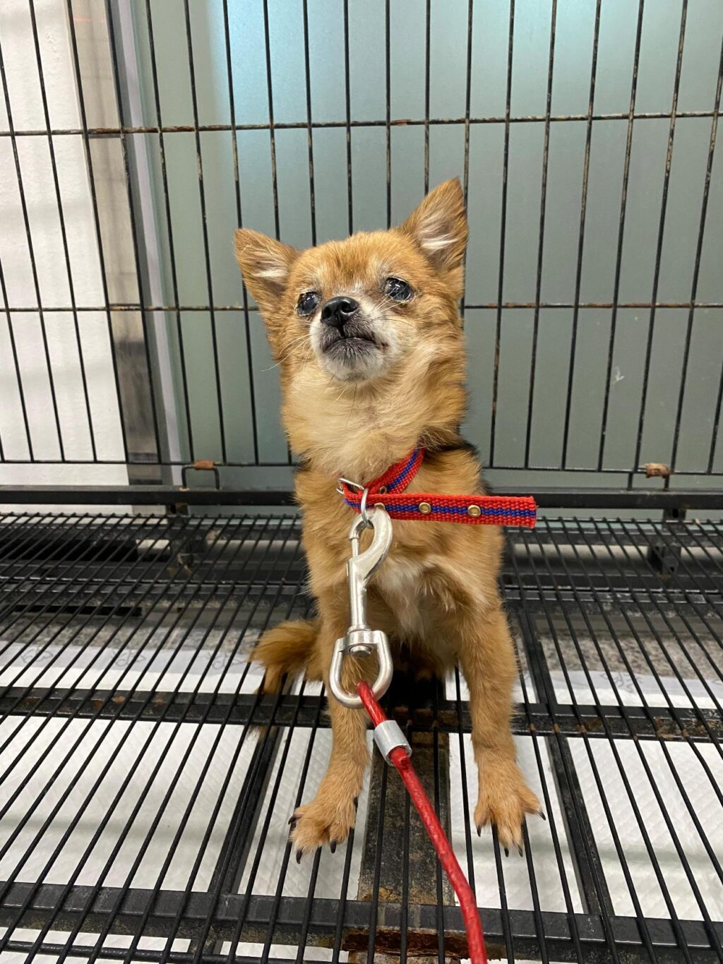 neugle pet 경북 구미 2026 00130