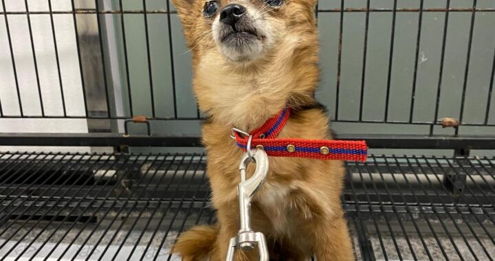 neugle pet 경북 구미 2026 00130