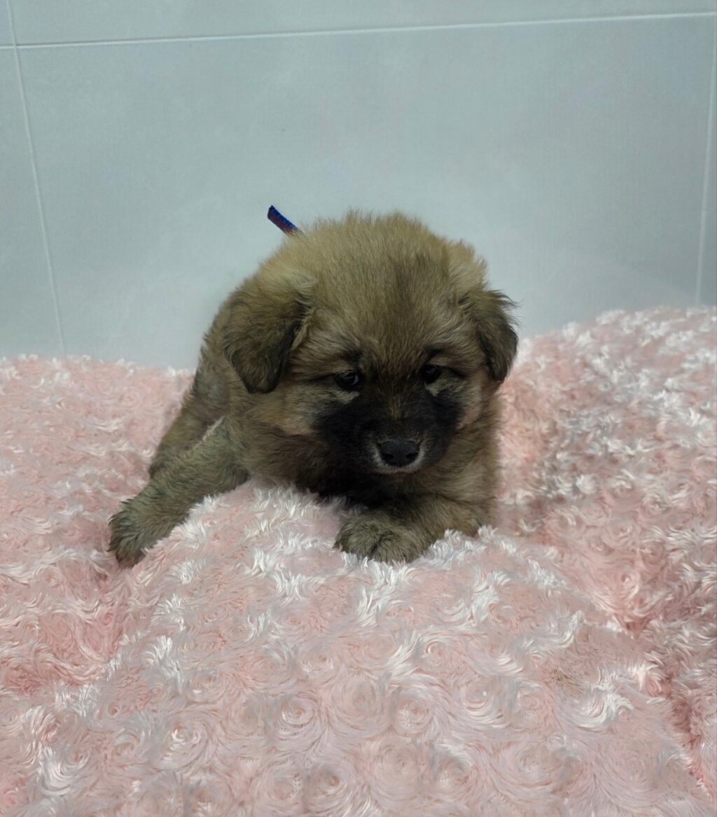 neugle pet 경북 구미 2026 00132