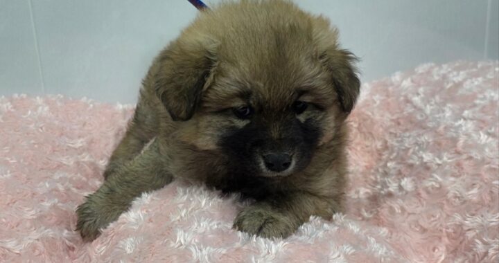 neugle pet 경북 구미 2026 00132