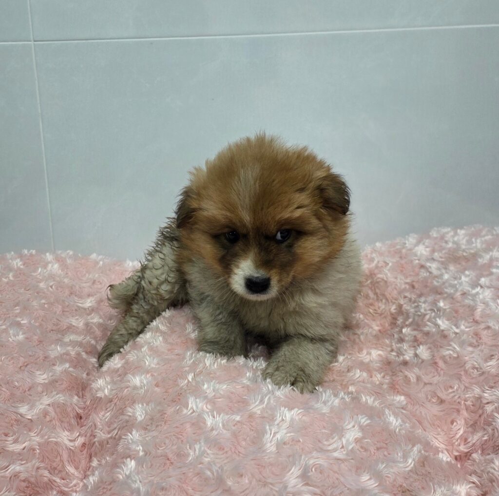 neugle pet 경북 구미 2026 00133