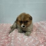 neugle pet 경북 구미 2026 00133