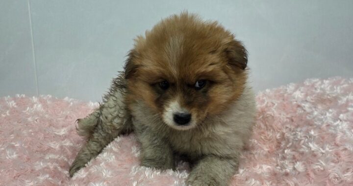 neugle pet 경북 구미 2026 00133