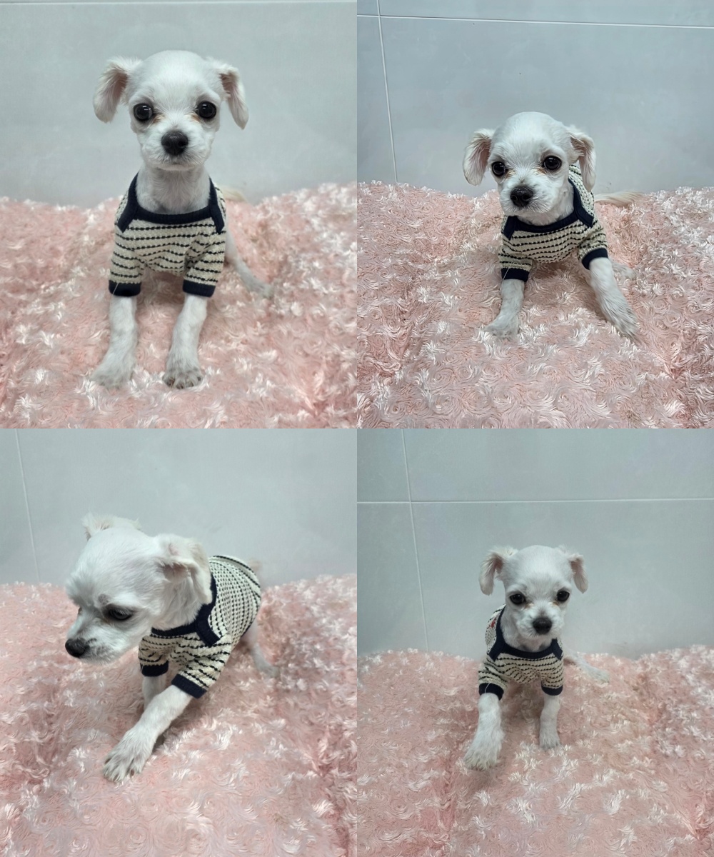 neugle pet 경북 구미 2026 00135