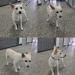 From the Streets of Gumi: A Gentle Mixed Breed Puppy's Plea for International Adoption 11 neugle pet 경북 구미 2026 00136