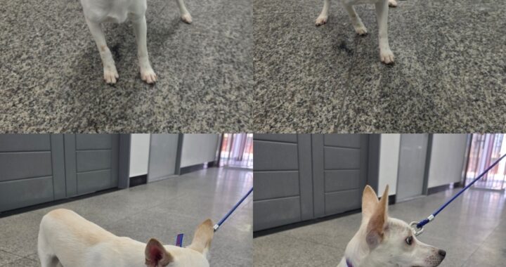 neugle pet 경북 구미 2026 00136