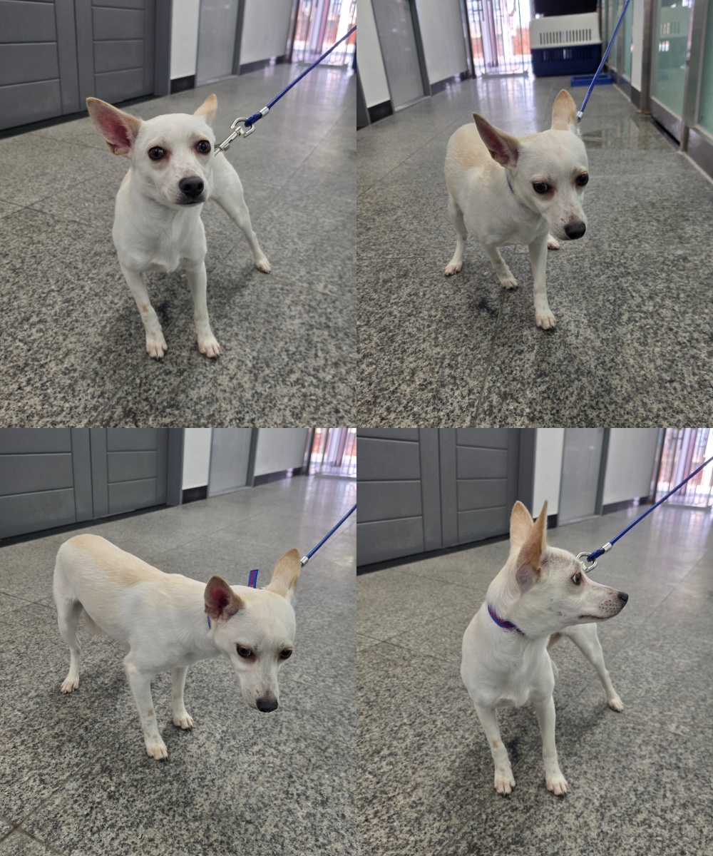 neugle pet 경북 구미 2026 00136