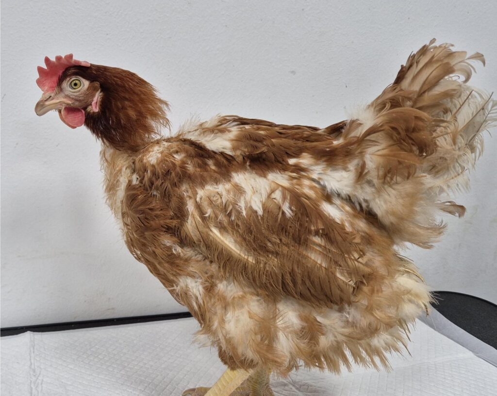 neugle pet 경북 김천 2026 00117