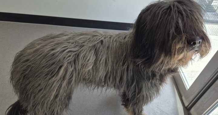 neugle pet 경북 김천 2026 00120