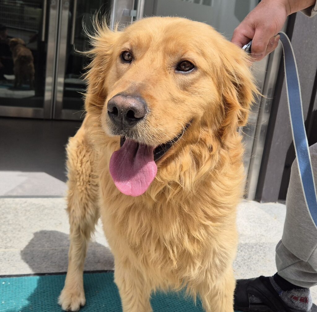 neugle pet 경북 김천 2026 00121