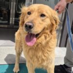 A Golden Heart Found in Gimcheon: The Story of a Microchipped Stray Golden Retriever in South Korea 14 neugle pet 경북 김천 2026 00121