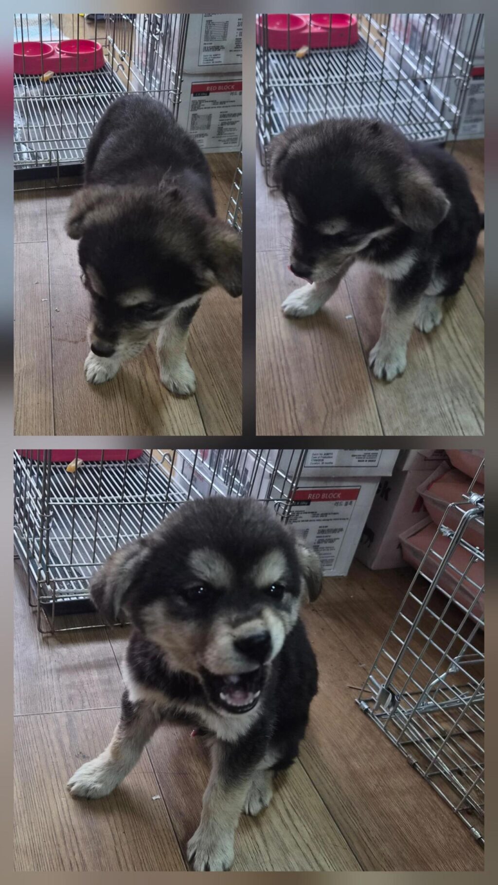 neugle pet 경북 문경 2026 00100