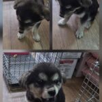 Mungyeong Miracle: A Resilient 믹스견 Puppy's Journey from Roadside Tragedy to Hope for International Adoption 12 neugle pet 경북 문경 2026 00100