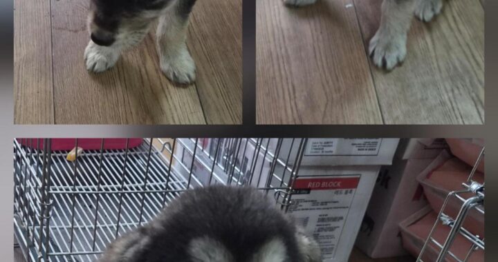 neugle pet 경북 문경 2026 00100