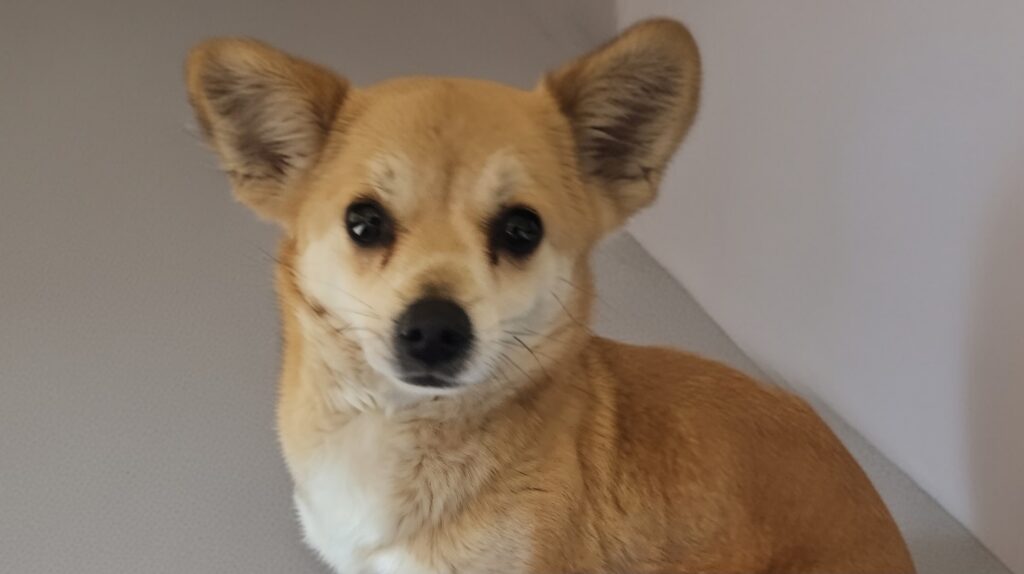 neugle pet 경북 상주 2026 00170