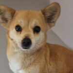 Duri's Gentle Heart: A South Korea Stray Rescue Story from Sangju Seeking International Adoption 14 neugle pet 경북 상주 2026 00170