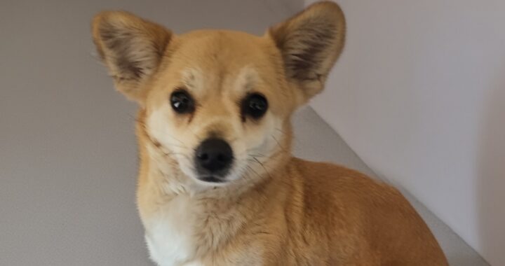 neugle pet 경북 상주 2026 00170