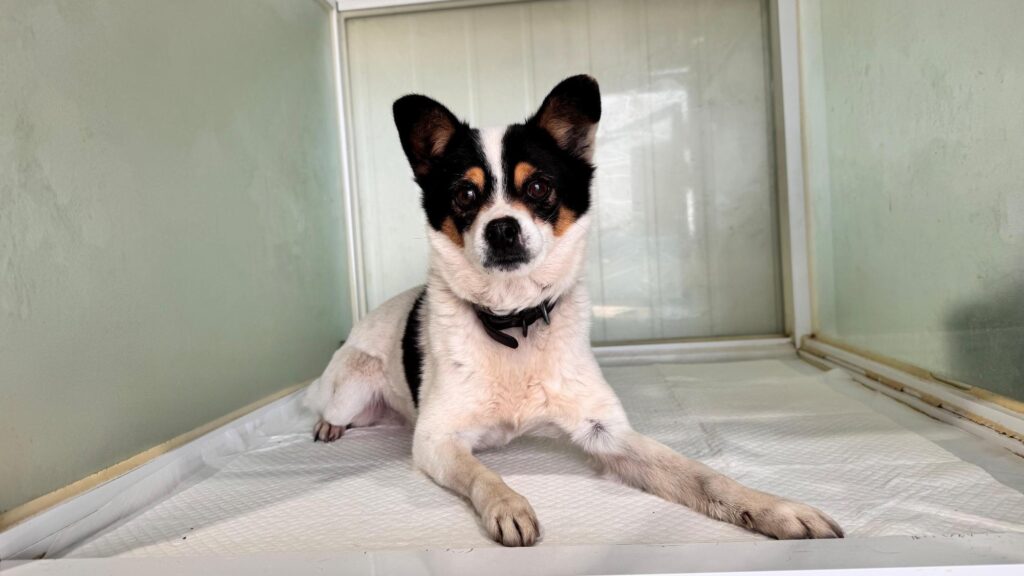 neugle pet 경북 상주 2026 00173