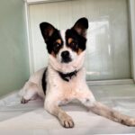 neugle pet 경북 상주 2026 00173