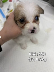 neugle pet 경북 성주 2026 00132