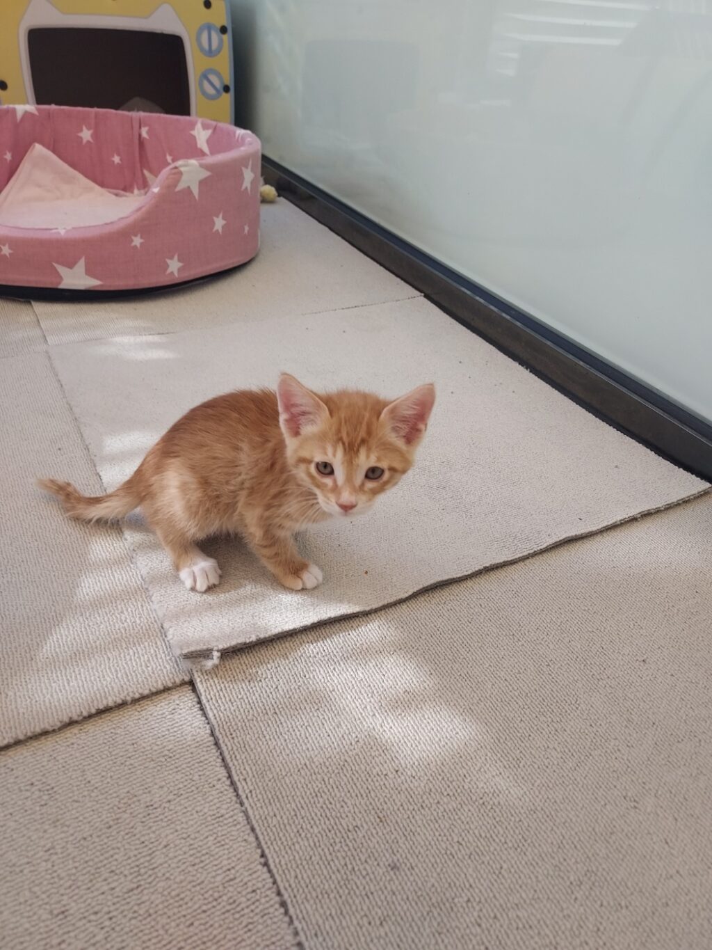 neugle pet 경북 영덕 2026 00058