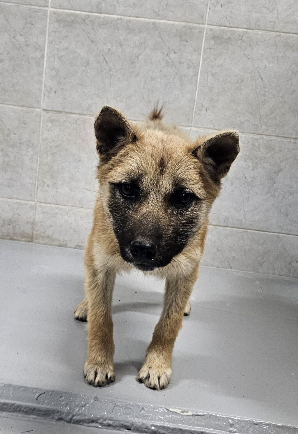 neugle pet 경북 영덕 2026 00060