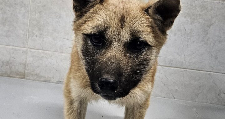 neugle pet 경북 영덕 2026 00060