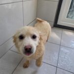 neugle pet 경북 영주 2026 00104