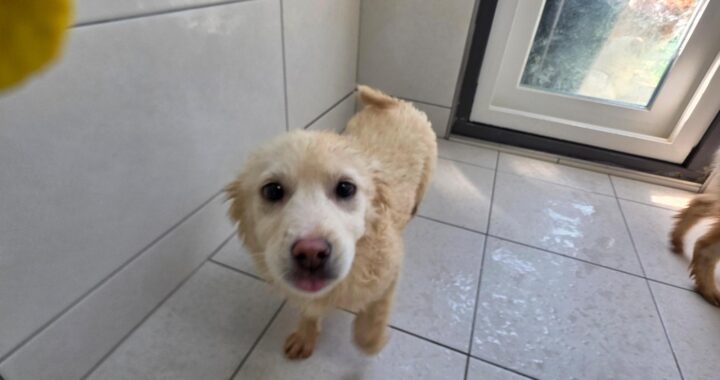 neugle pet 경북 영주 2026 00104