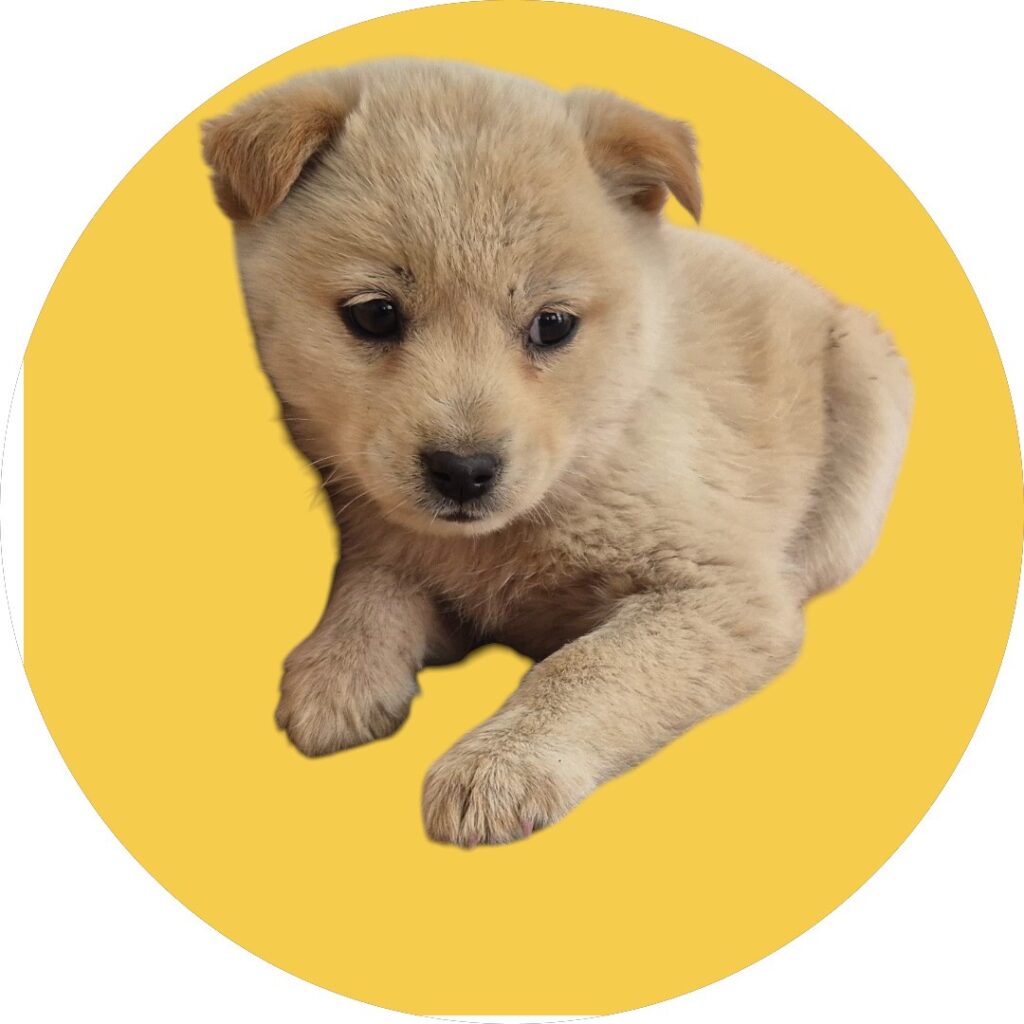 neugle pet 경북 청도 2026 00103