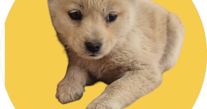 neugle pet 경북 청도 2026 00103