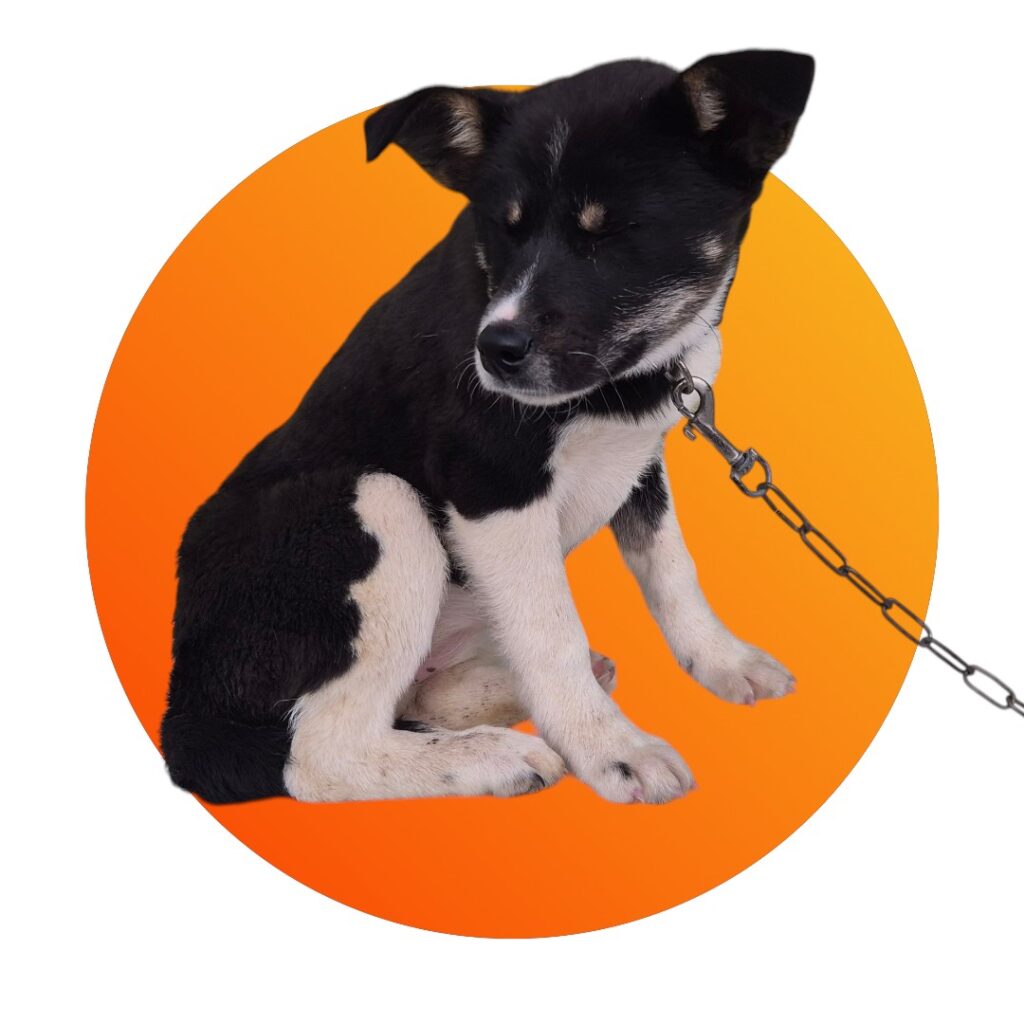 neugle pet 경북 청도 2026 00104