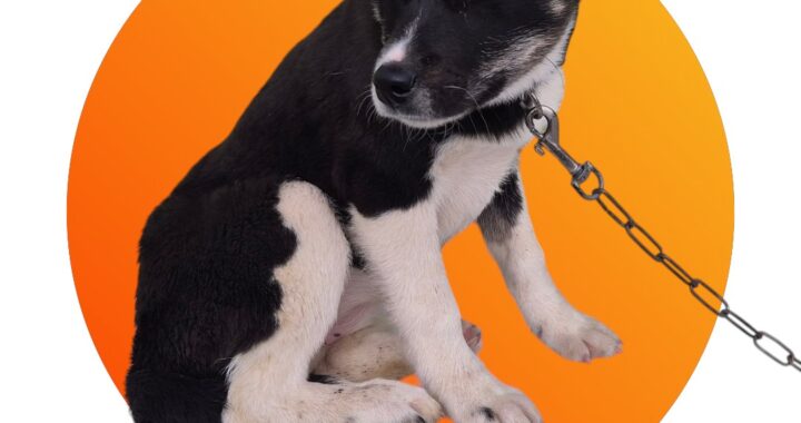 neugle pet 경북 청도 2026 00104